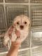 Malti-Pom Puppies for sale in Sarasota, FL, USA. price: NA