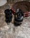 Malti-Pom Puppies for sale in Bangor, MI 49013, USA. price: NA
