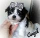 Malti-Pom Puppies for sale in Indianapolis, IN, USA. price: NA