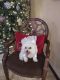 Malti-Pom Puppies for sale in Tarpon Springs, FL, USA. price: $1,000
