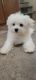 Malti-Pom Puppies for sale in Land O' Lakes, FL, USA. price: $1,700