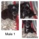 Malti-Pom Puppies for sale in Gloucester Point, VA, USA. price: NA
