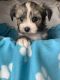 Malti-Pom Puppies for sale in Gloucester Point, VA, USA. price: $950
