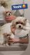 Malti-Pom Puppies for sale in Eastvale, CA, USA. price: NA