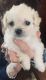 Malti-Pom Puppies for sale in Lebanon, ME 04027, USA. price: $1,800