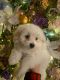 Malti-Pom Puppies for sale in North Las Vegas, NV 89032, USA. price: $700