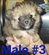 Malti-Pom Puppies