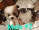 Malti-Pom Puppies