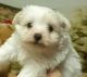 Malti-Pom Puppies for sale in Savanna, Illinois. price: $900