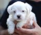 Malti-Pom Puppies for sale in Jacksonville, FL, USA. price: $300