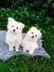 Malti-Pom Puppies for sale in Philadelphia, PA, USA. price: NA