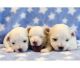Malti-Pom Puppies for sale in Dallas, TX, USA. price: NA