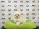 Malti-Pom Puppies for sale in Los Angeles, CA, USA. price: NA