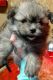 Malti-Pom Puppies for sale in Louisville, KY, USA. price: NA