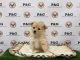 Malti-Pom Puppies for sale in Temple City, CA, USA. price: NA