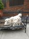 Malti-Pom Puppies for sale in New York, NY, USA. price: NA