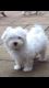 Malti-Pom Puppies for sale in East Hartland, CT 06027, USA. price: NA