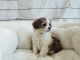 Malti-Pom Puppies for sale in Orange County, CA, USA. price: NA