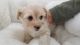 Malti-Pom Puppies for sale in Orange County, CA, USA. price: NA