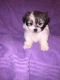 Malti-Pom Puppies for sale in Bostic, NC 28018, USA. price: NA