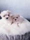 Malti-Pom Puppies for sale in Charleston, SC, USA. price: NA