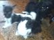 Malti-Pom Puppies for sale in Titusville, PA 16354, USA. price: $650