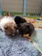 Malti-Pom Puppies for sale in Reno, NV 89511, USA. price: NA