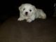 Malti-Pom Puppies for sale in Schererville, IN, USA. price: NA