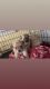 Malti-Pom Puppies for sale in Poulsbo, WA 98370, USA. price: $650