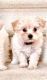 Malti-Pom Puppies for sale in East Windsor, NJ, USA. price: NA