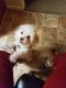 Malti-Pom Puppies for sale in Woodbridge, VA 22191, USA. price: $800