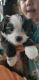 Malti-Pom Puppies for sale in Naples, NY 14512, USA. price: $550