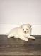 Malti-Pom Puppies for sale in Antelope, CA, USA. price: $1,000