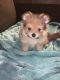 Malti-Pom Puppies for sale in Jacksonville, FL, USA. price: $1,500