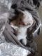 Malti-Pom Puppies for sale in Montville, OH 44064, USA. price: NA