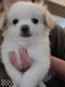 Malti-Pom Puppies for sale in Las Vegas, NV, USA. price: $2,200