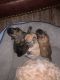 Malti-Pom Puppies for sale in Tampa, FL, USA. price: NA