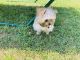 Malti-Pom Puppies for sale in Bloomington, MN, USA. price: $800
