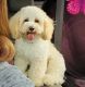 Maltipoo Puppies for sale in Katy, TX, USA. price: $1,000