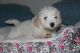 Maltipoo Puppies for sale in Benicia, CA, USA. price: NA