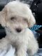 Maltipoo Puppies for sale in Charlotte, NC, USA. price: NA