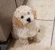 Maltipoo Puppies for sale in Inglewood, CA, USA. price: NA