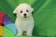 Maltipoo Puppies for sale in Fayetteville, NC, USA. price: $400