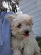 Maltipoo Puppies for sale in Syracuse, NY, USA. price: $1,000