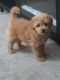 Maltipoo Puppies for sale in Reidsville, NC 27320, USA. price: NA