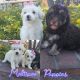 Maltipoo Puppies for sale in Stockton, CA 95207, USA. price: NA