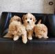 Maltipoo Puppies for sale in Mississauga, ON, Canada. price: NA