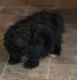 Maltipoo Puppies for sale in Wise County, TX, USA. price: NA