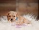 Maltipoo Puppies for sale in Holly Springs, NC, USA. price: $2,000