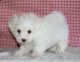 Maltipoo Puppies for sale in Boston, MA, USA. price: $1,200